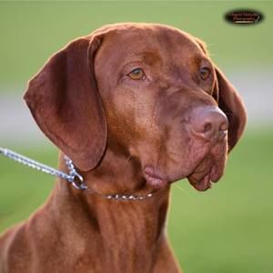 Meet your Posher, Daphne